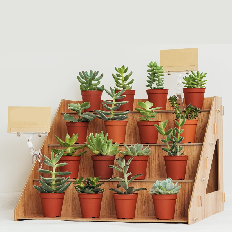 Pop Display Shelf - Wooden Display Rack, Farm Market Craft